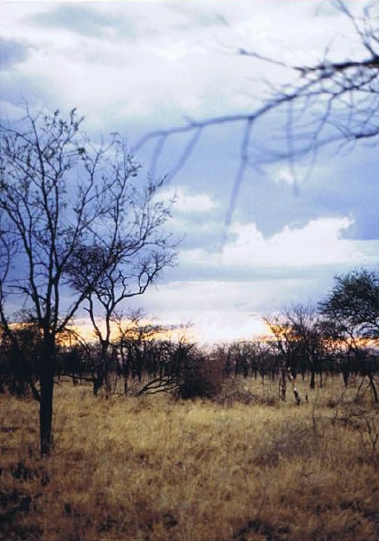 Tanzania_SerengetiNP_2002_Img0040