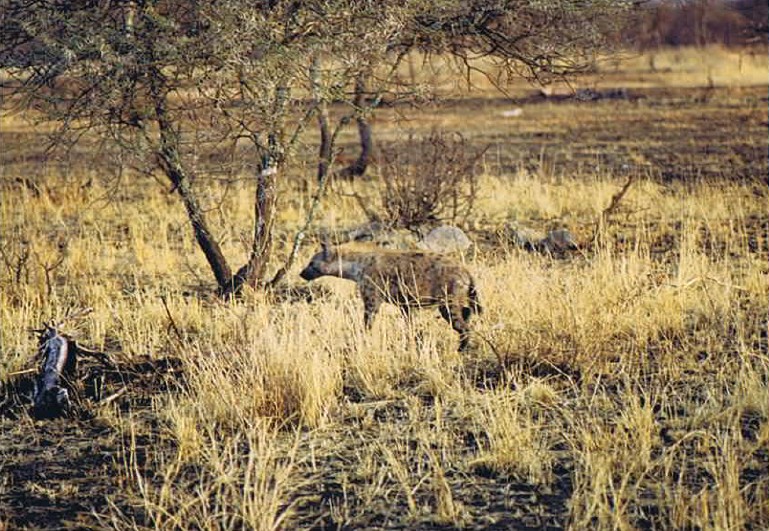 Tanzania_SerengetiNP_2002_Img0043