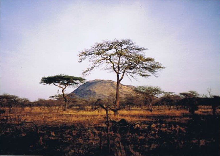 Tanzania_SerengetiNP_2002_Img0044