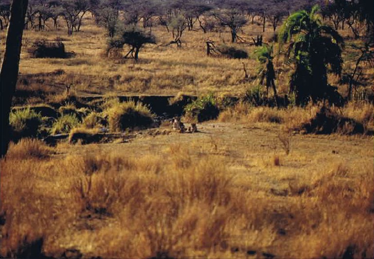 Tanzania_SerengetiNP_2002_Img0047