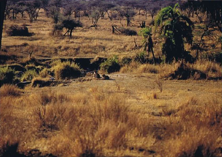 Tanzania_SerengetiNP_2002_Img0048