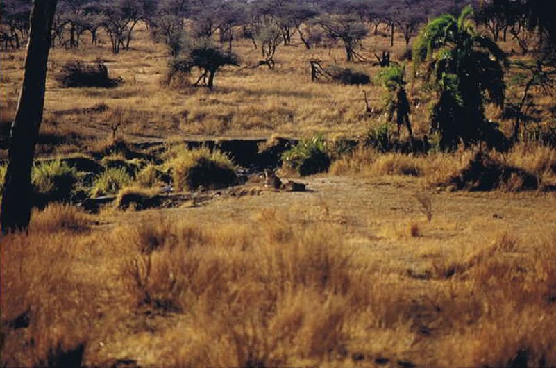 Tanzania_SerengetiNP_2002_Img0049