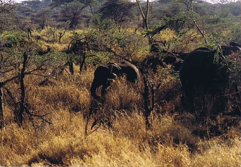 Tanzania_SerengetiNP_2002_Img0051