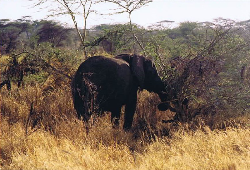 Tanzania_SerengetiNP_2002_Img0052