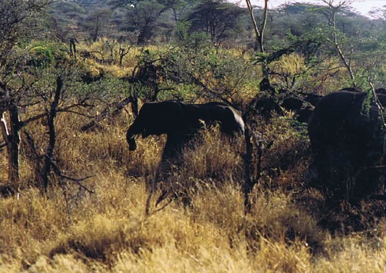 Tanzania_SerengetiNP_2002_Img0053