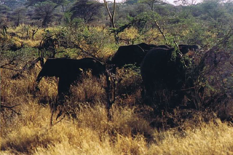 Tanzania_SerengetiNP_2002_Img0054
