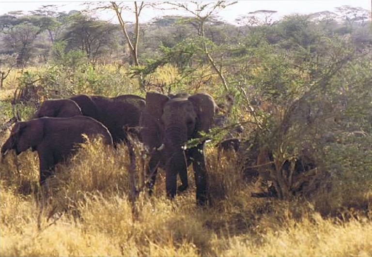 Tanzania_SerengetiNP_2002_Img0055