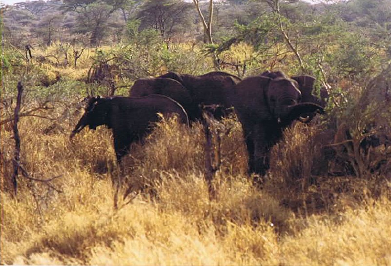 Tanzania_SerengetiNP_2002_Img0056
