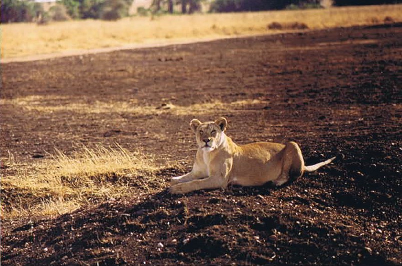 Tanzania_SerengetiNP_2002_Img0058
