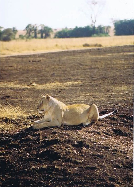 Tanzania_SerengetiNP_2002_Img0061