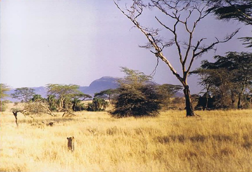 Tanzania_SerengetiNP_2002_Img0063