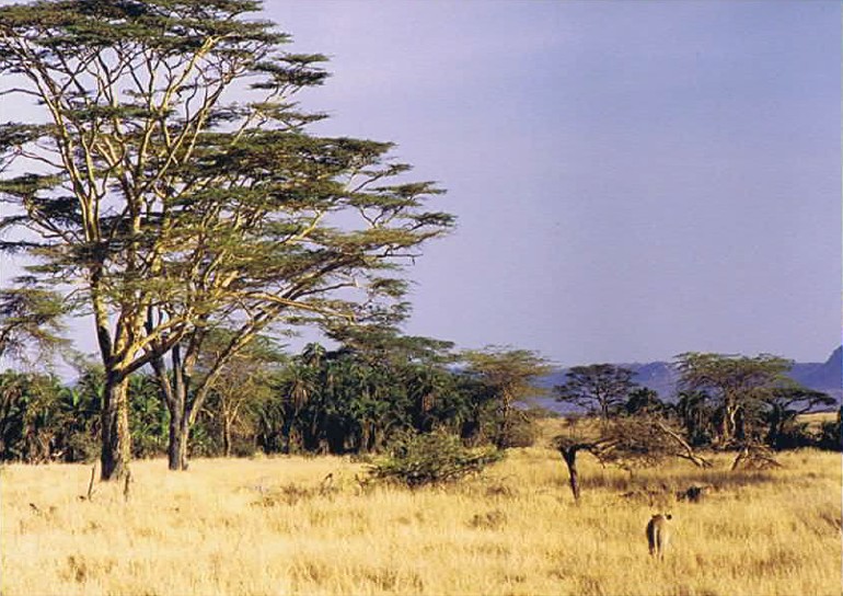 Tanzania_SerengetiNP_2002_Img0064