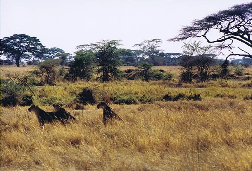 Tanzania_SerengetiNP_2002_Img0067