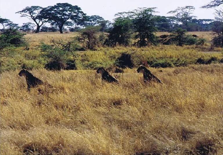 Tanzania_SerengetiNP_2002_Img0068