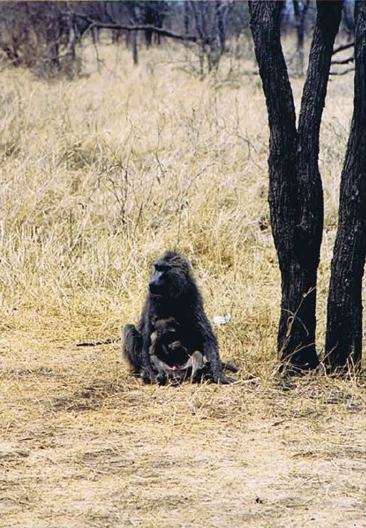 Tanzania_SerengetiNP_2002_Img0076
