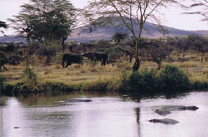 Tanzania_SerengetiNP_2002_Img0079