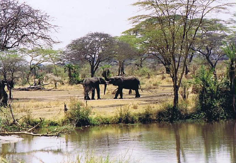 Tanzania_SerengetiNP_2002_Img0080
