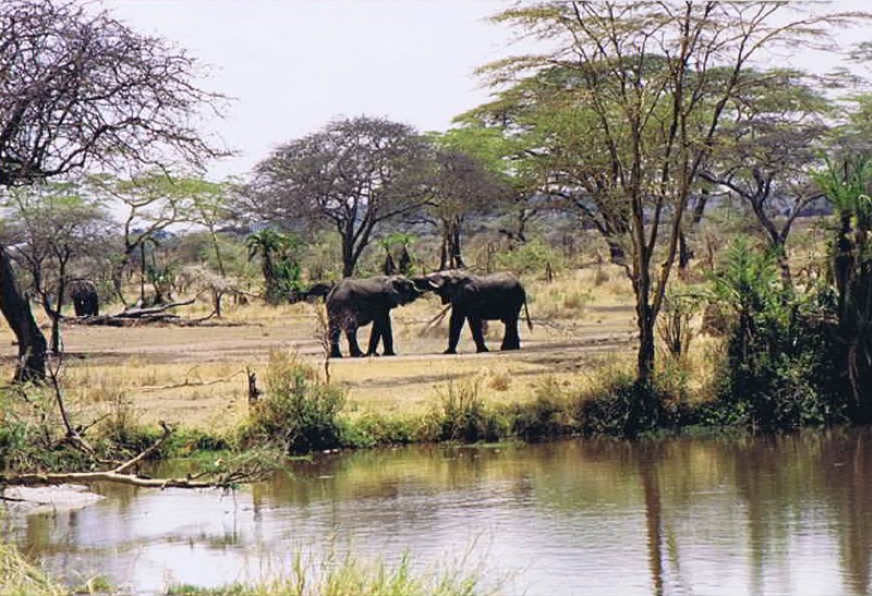 Tanzania_SerengetiNP_2002_Img0081