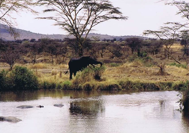 Tanzania_SerengetiNP_2002_Img0082