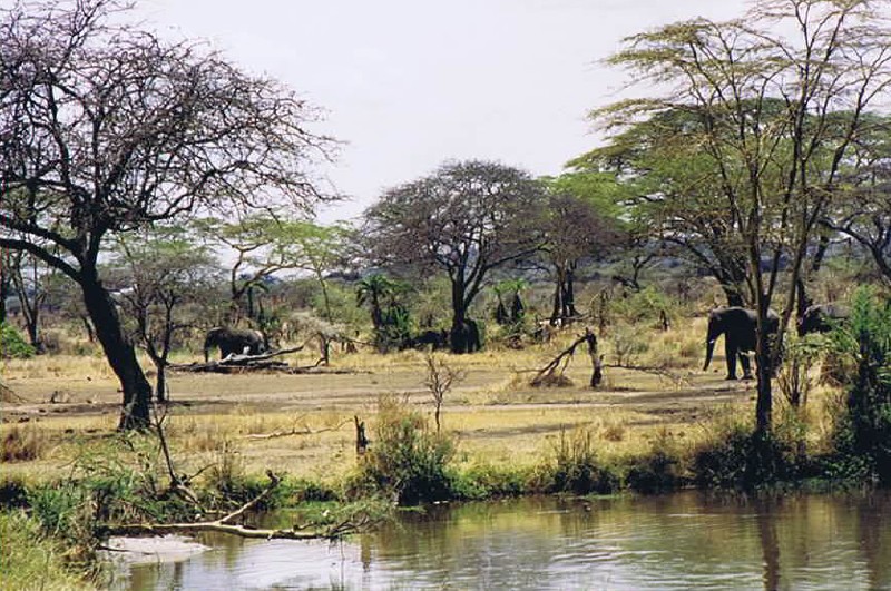 Tanzania_SerengetiNP_2002_Img0083