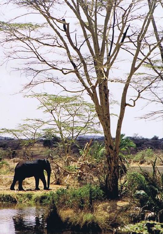 Tanzania_SerengetiNP_2002_Img0084