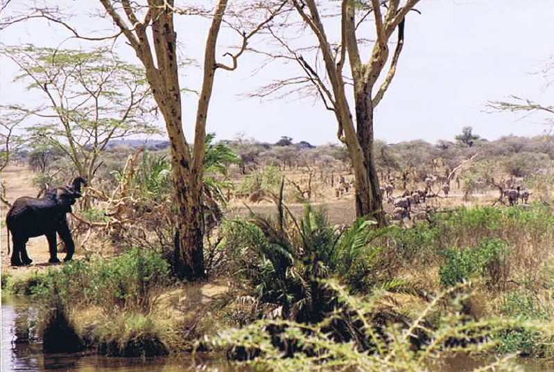 Tanzania_SerengetiNP_2002_Img0085