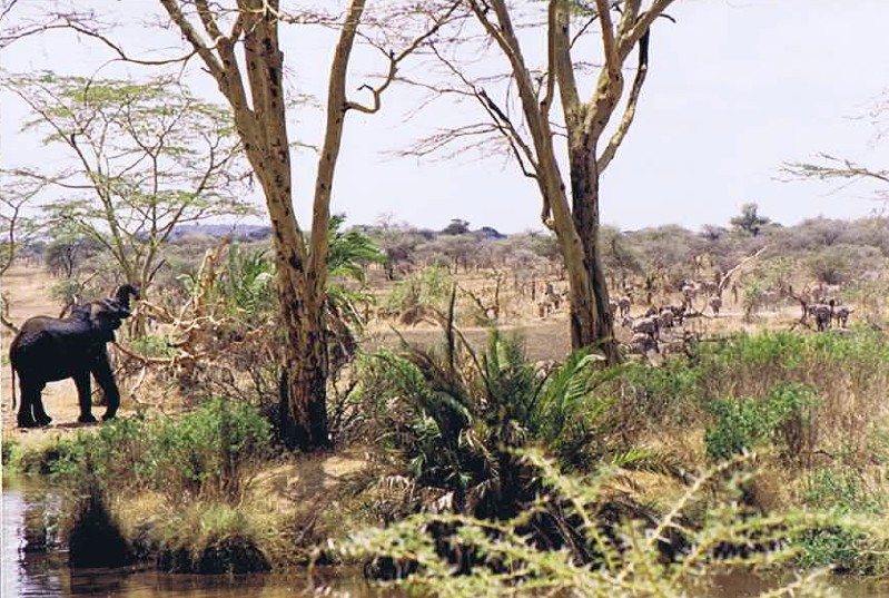 Tanzania_SerengetiNP_2002_Img0085