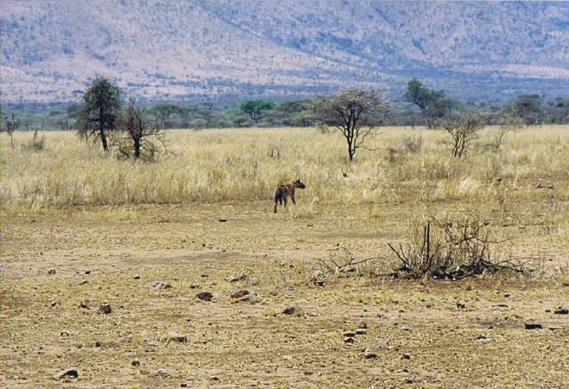Tanzania_SerengetiNP_2002_Img0087