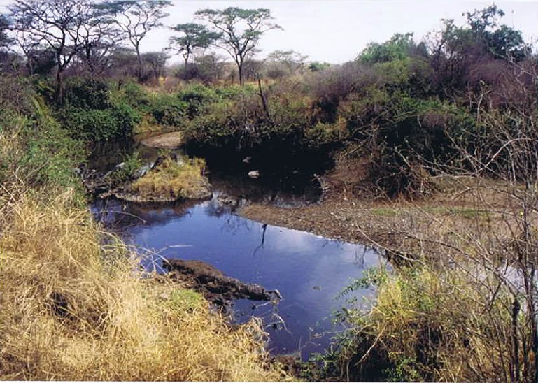 Tanzania_SerengetiNP_2002_Img0090