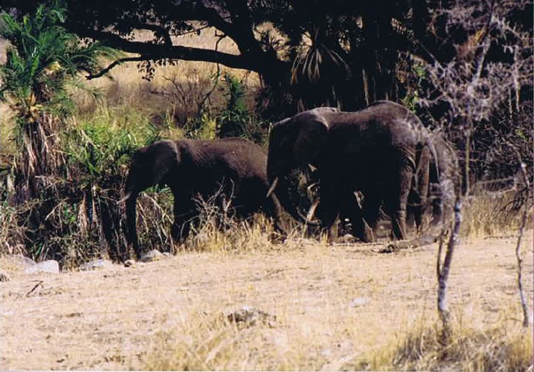 Tanzania_SerengetiNP_2002_Img0097