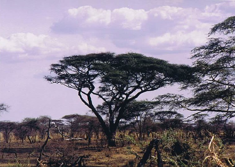 Tanzania_SerengetiNP_2002_Img0098