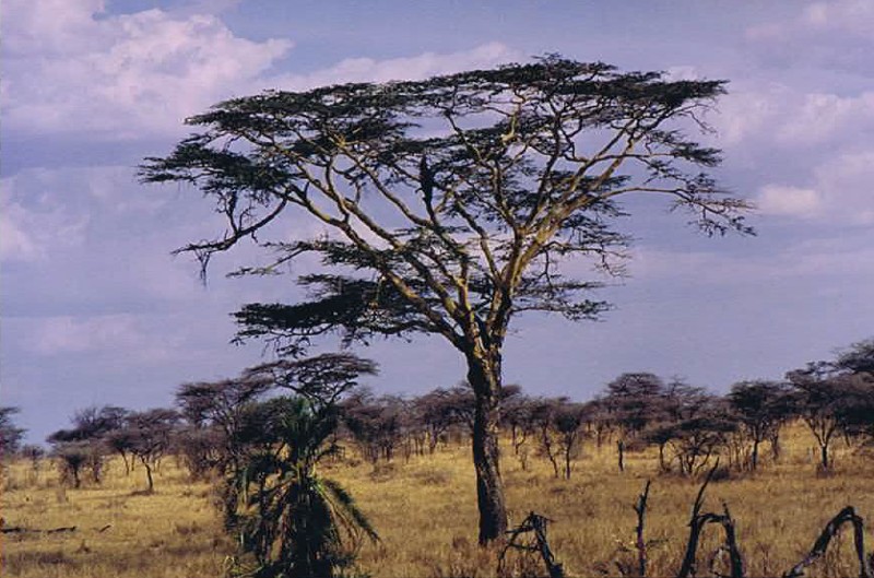 Tanzania_SerengetiNP_2002_Img0099
