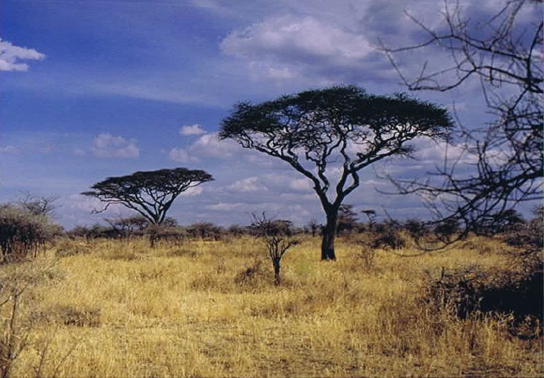 Tanzania_SerengetiNP_2002_Img0100