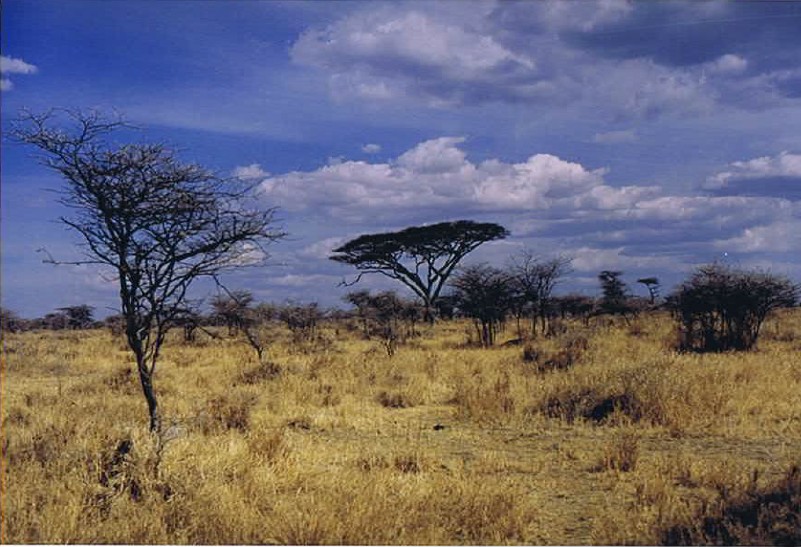 Tanzania_SerengetiNP_2002_Img0101