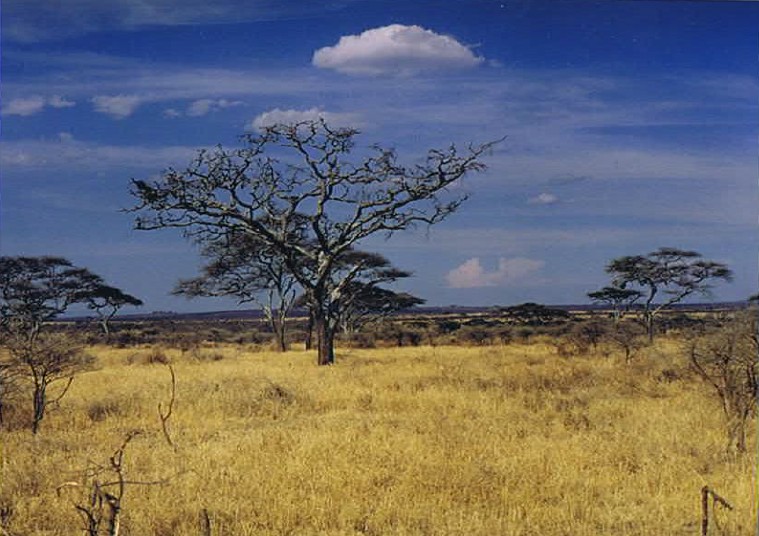 Tanzania_SerengetiNP_2002_Img0102