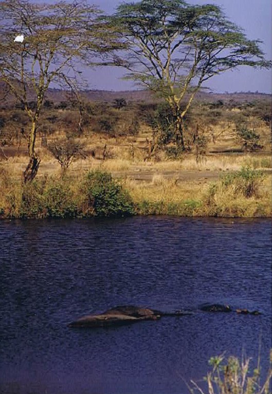 Tanzania_SerengetiNP_2002_Img0117