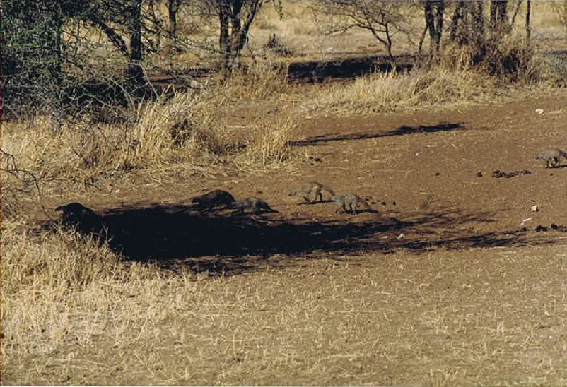 Tanzania_SerengetiNP_2002_Img0120