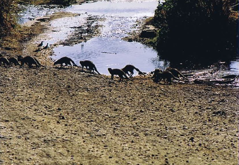 Tanzania_SerengetiNP_2002_Img0121