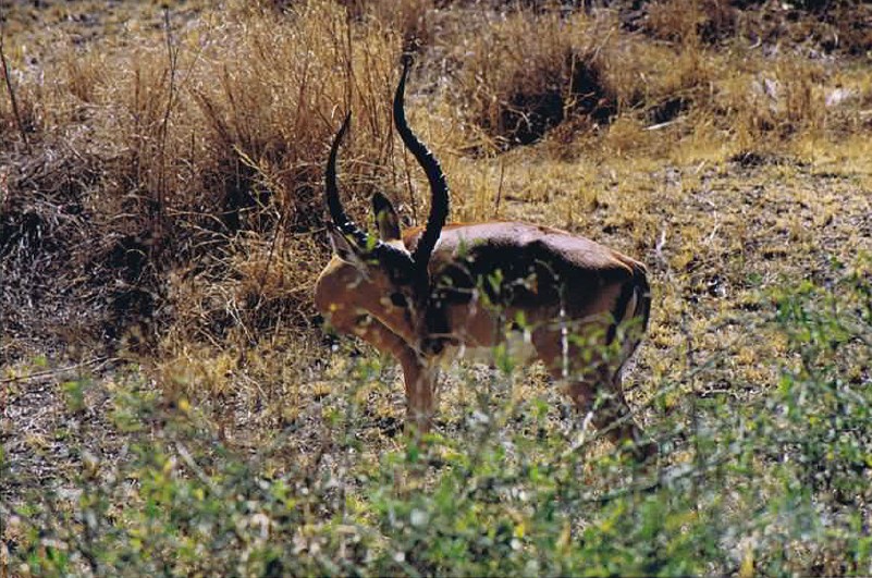 Tanzania_SerengetiNP_2002_Img0123