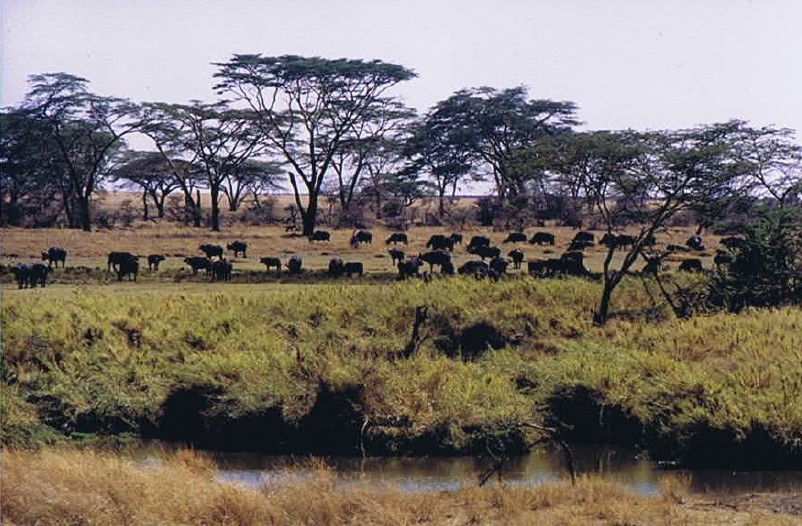 Tanzania_SerengetiNP_2002_Img0127