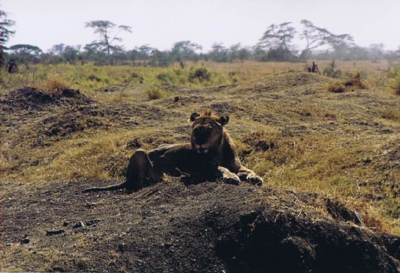 Tanzania_SerengetiNP_2002_Img0129