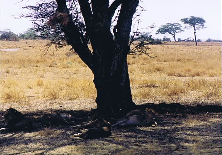 Tanzania_SerengetiNP_2002_Img0132