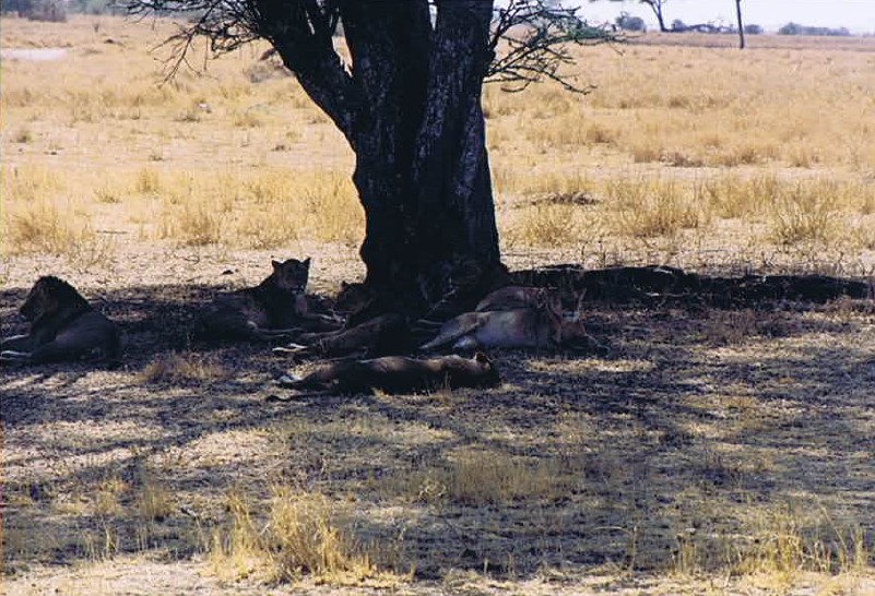 Tanzania_SerengetiNP_2002_Img0133