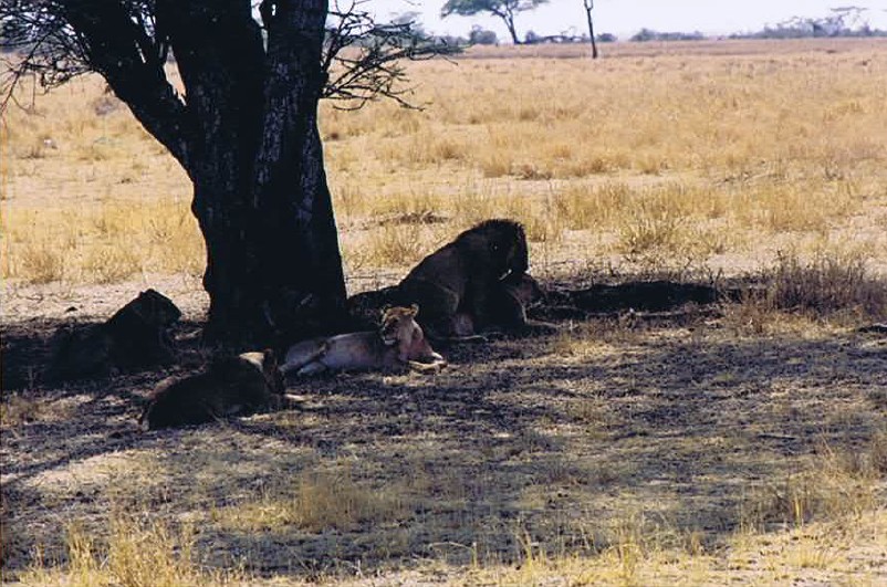 Tanzania_SerengetiNP_2002_Img0135
