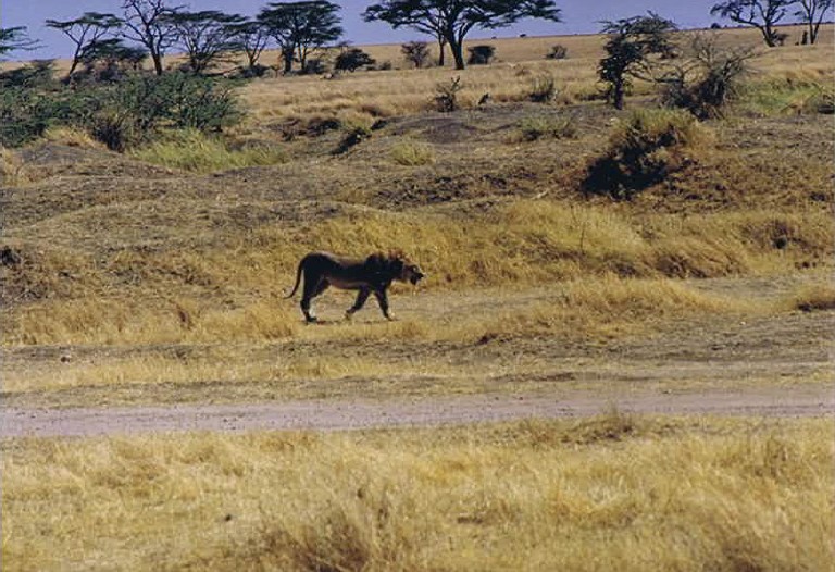 Tanzania_SerengetiNP_2002_Img0136