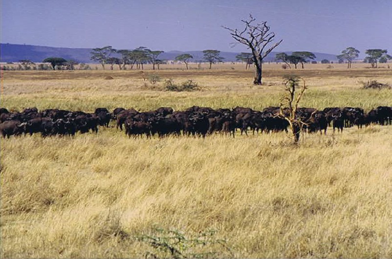 Tanzania_SerengetiNP_2002_Img0139