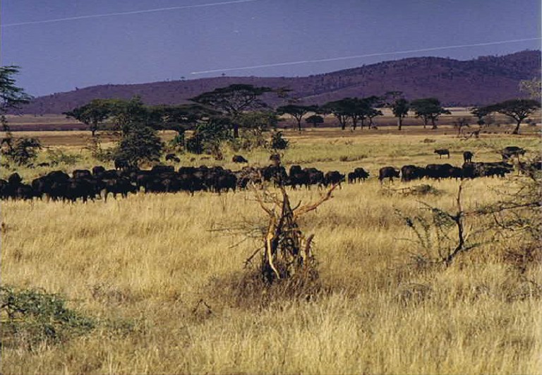 Tanzania_SerengetiNP_2002_Img0140