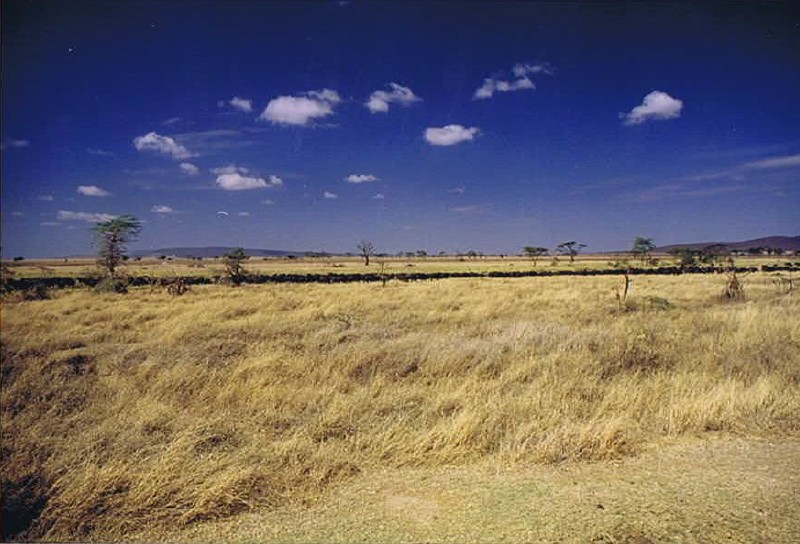 Tanzania_SerengetiNP_2002_Img0141