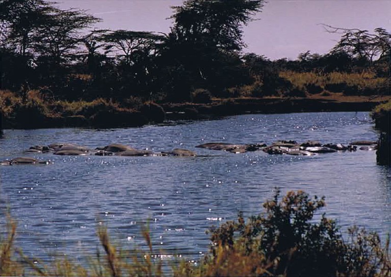 Tanzania_SerengetiNP_2002_Img0142