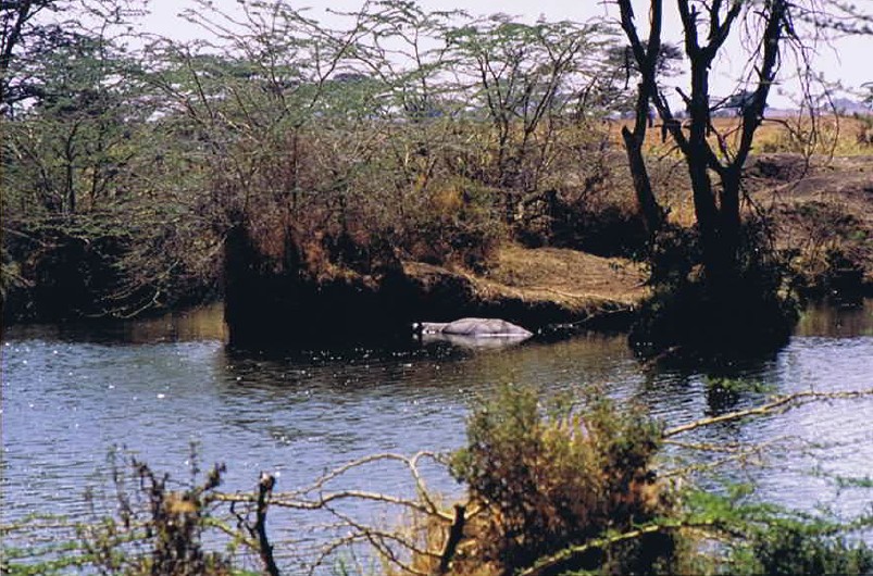 Tanzania_SerengetiNP_2002_Img0143